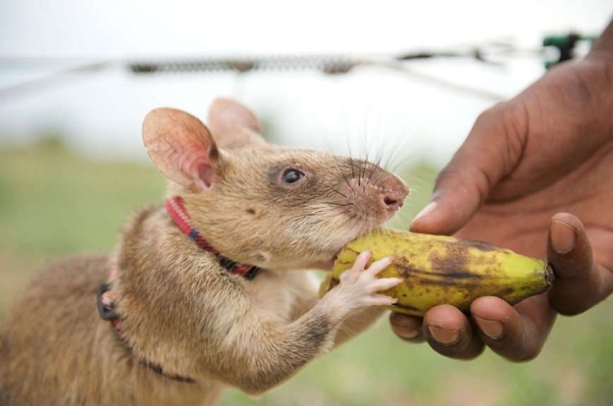 Африканские крысы-саперы