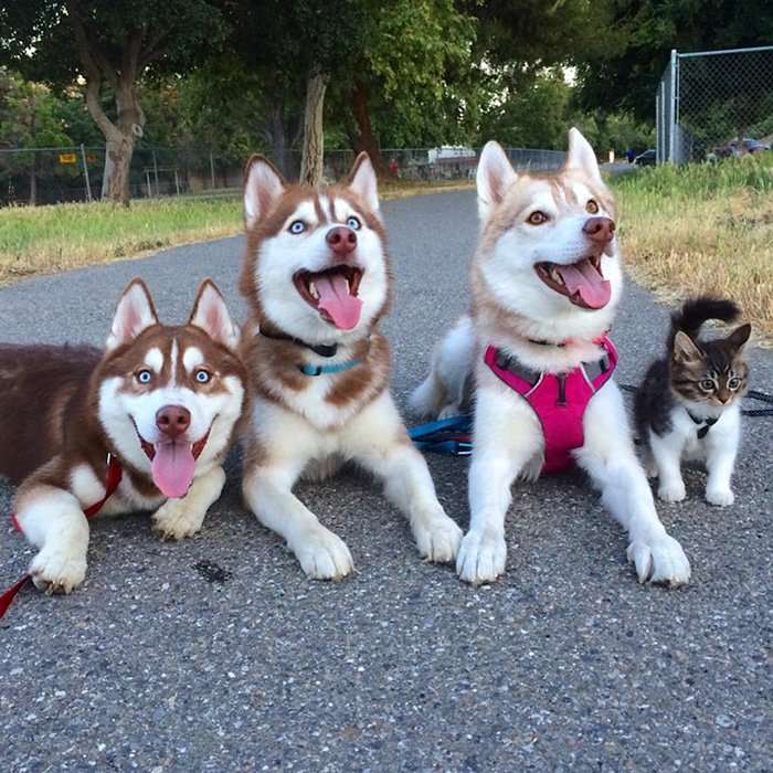 Три хаски и кошка Роузи - лучшие друзья