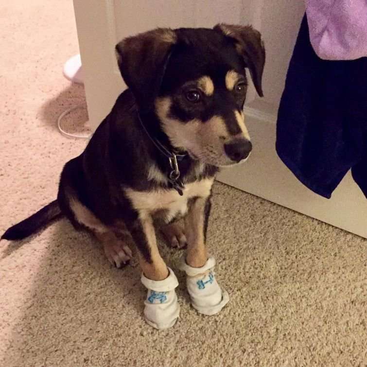 Собаки в носочках покорили интернет