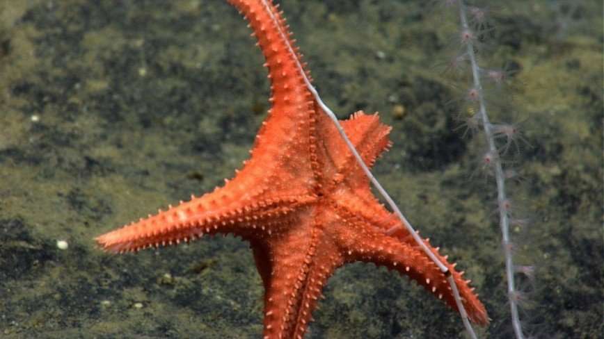 Интересные факты о морских звездах