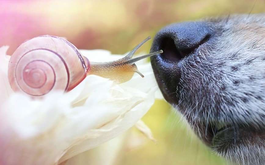 Любимый собачий нос