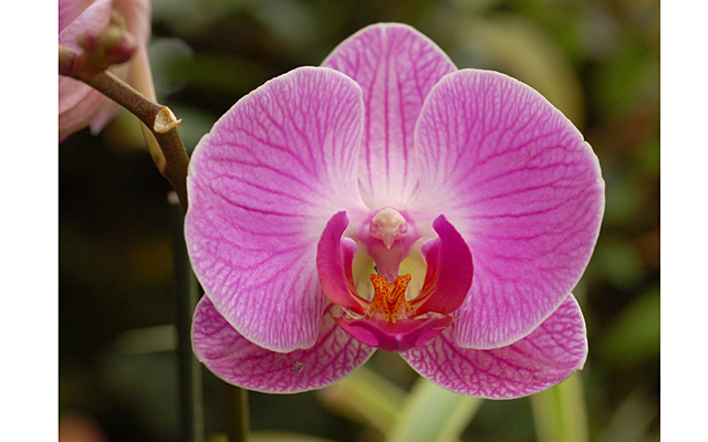 IV Зимний фестиваль орхидей в Ботаническом саду 