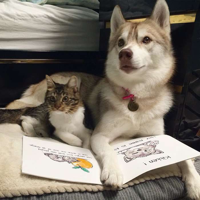 Три хаски и кошка Роузи - лучшие друзья