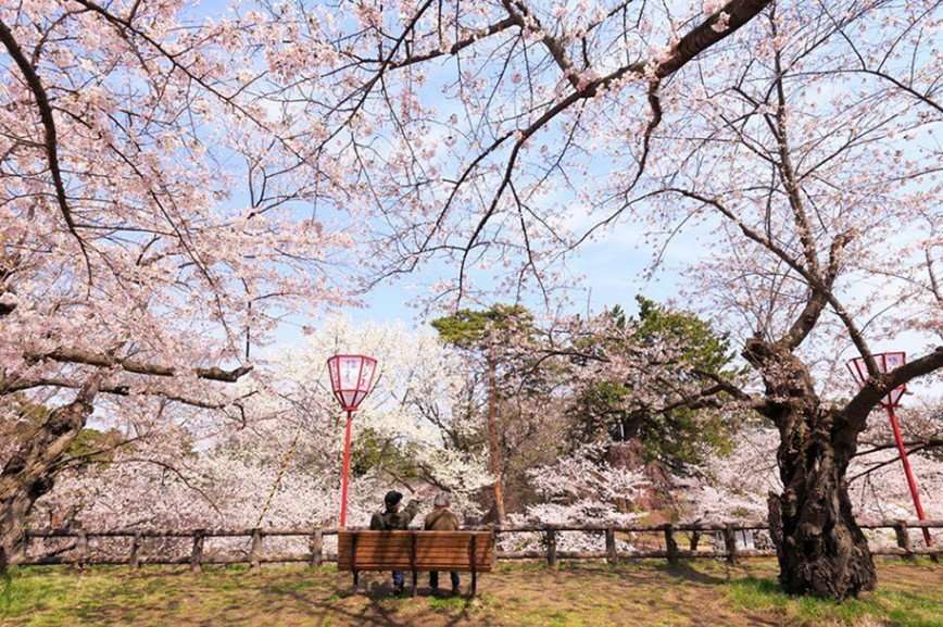 Мимолетная красота: в Японии зацвела сакура