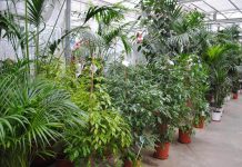 Нецветущие кімнатні рослини