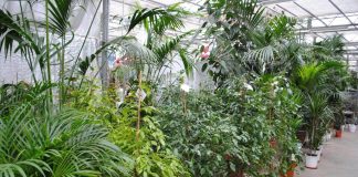 Нецветущие кімнатні рослини