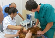 Робота з тваринами