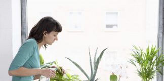 Догляд за кімнатними рослинами