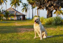 Собака в приватному будинку