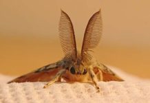 чи Можливо позбутися від молі?