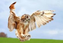 Цікаві факти про сов.