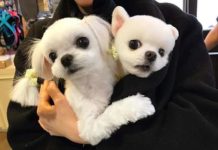 Як іграшки: солодка парочка Солт та Харт.