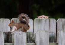 Милі, смішні, незграбні, веселі фотографії.