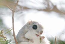 7 самих милих тварин з острова Хоккайдо.