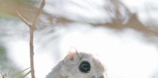 7 самих милих тварин з острова Хоккайдо.