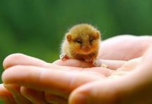 Виставка «ЗооПалитра» і Зоошоу «Звірятко на долоньці».