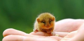 Виставка «ЗооПалитра» і Зоошоу «Звірятко на долоньці».