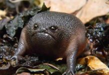 Жаби Дивовижні вже в природі.