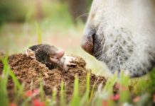 Улюблений собачий ніс.