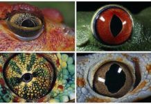 Очі амфібій.