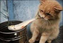 Маленькі радості заміського життя.