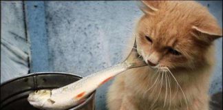 Маленькі радості заміського життя.