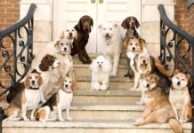 У Берліні собак пустили в музей.