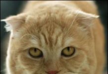 Поради королеви, кота і синя гусінь.