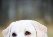 Краще лабрадора – тільки два лабрадора!.