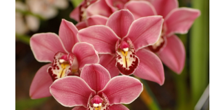 IV Зимовий фестиваль орхідей в Ботанічному саду.