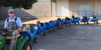 Міні-поїзд для бездомних собак.