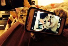 Коти теж люблять селфи.