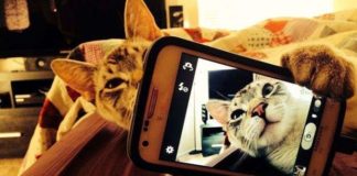 Коти теж люблять селфи.