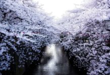 Швидкоплинна краса: в Японії зацвіла сакура.