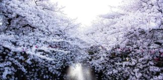 Швидкоплинна краса: в Японії зацвіла сакура.