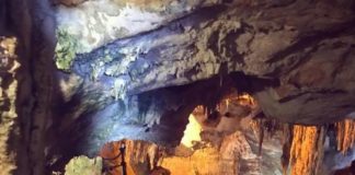 Тетяна Навка не знає, як виховувати подарованого їй шпіца.