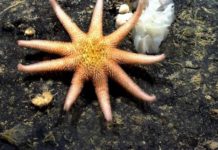 Цікаві факти про морських зірок.