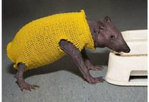 Чарівні тваринки.