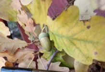 Болотні топі. Make up for ever aqua resist smoky shadow #4 jungle