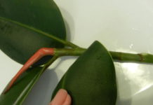 Як розмножити фікус-способи вкорінення і подальший догляд за кімнатною рослиною