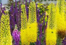 Еремурус-посадка і догляд у відкритому грунті, коли садити, фото сортів