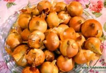 Як виростити цибулю який не буде гнити на грядці?