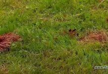 Відгуки дачниці про популярні засоби проти кротів