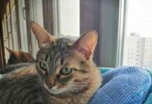 Подушки для vip-котів, пов’язані гачком. Робота світлани