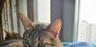 Подушки для vip-котів, пов’язані гачком. Робота світлани