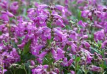 Пенстемон – посадка і догляд, фото сортів з описом