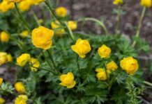 Квіти купальниця-посадка і догляд у відкритому грунті, сорти з фото і описами