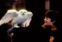 Волшебство в Мягкой Форме: “Сквишмеллоу” Хогвартса Покорят Ваше Сердце