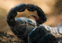 Отрута амазонського скорпіона та нові методи лікування раку: чи настає ера прецизійної терапії?