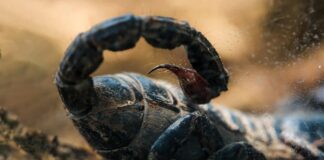 Отрута амазонського скорпіона та нові методи лікування раку: чи настає ера прецизійної терапії?